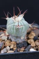 Echinocactus horizonthalonius ssp. diabolicus PD 130